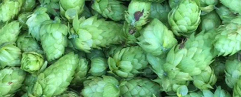 Fresh green hop cones, piled close